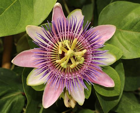 what is passiflora used for.